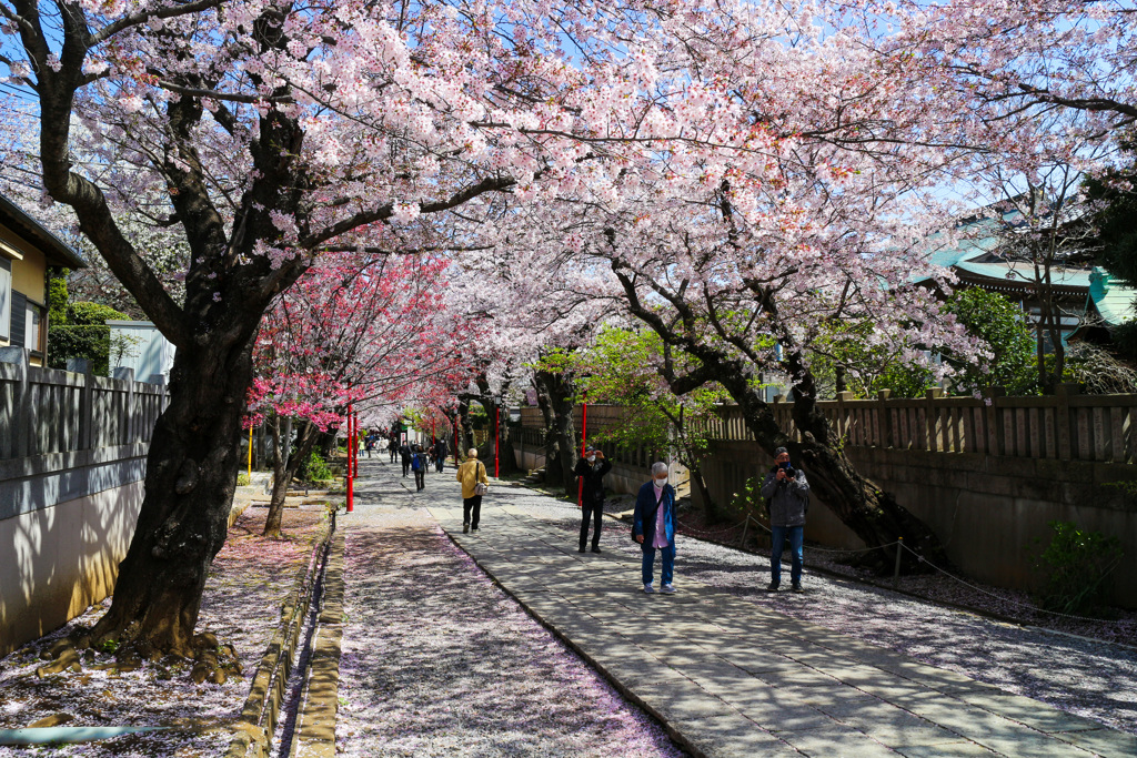 桜咲き　道にも花敷く　幸せの参道