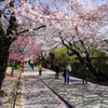 桜咲き　道にも花敷く　幸せの参道