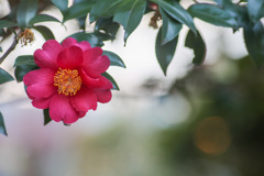 雌蕊に水滴を抱える　山茶花