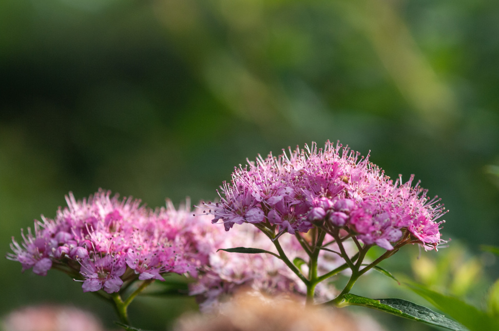 シモツケ（Japanese spirea）