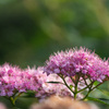 シモツケ（Japanese spirea）