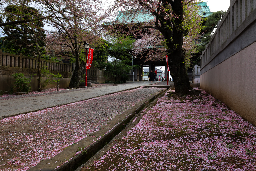 桜の絨毯　＠法華経寺