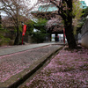 桜の絨毯　＠法華経寺
