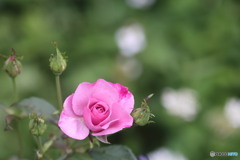 ローズピンクの薔薇　EOS R6にて