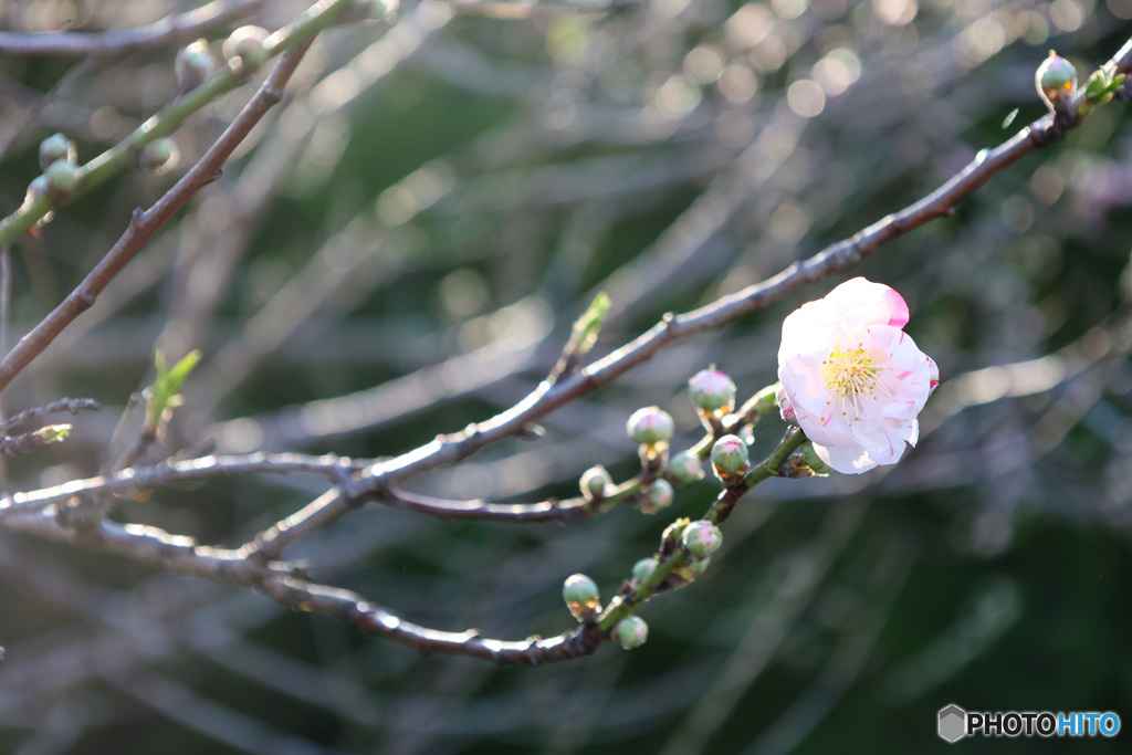 初物　花桃源平　続き　その2