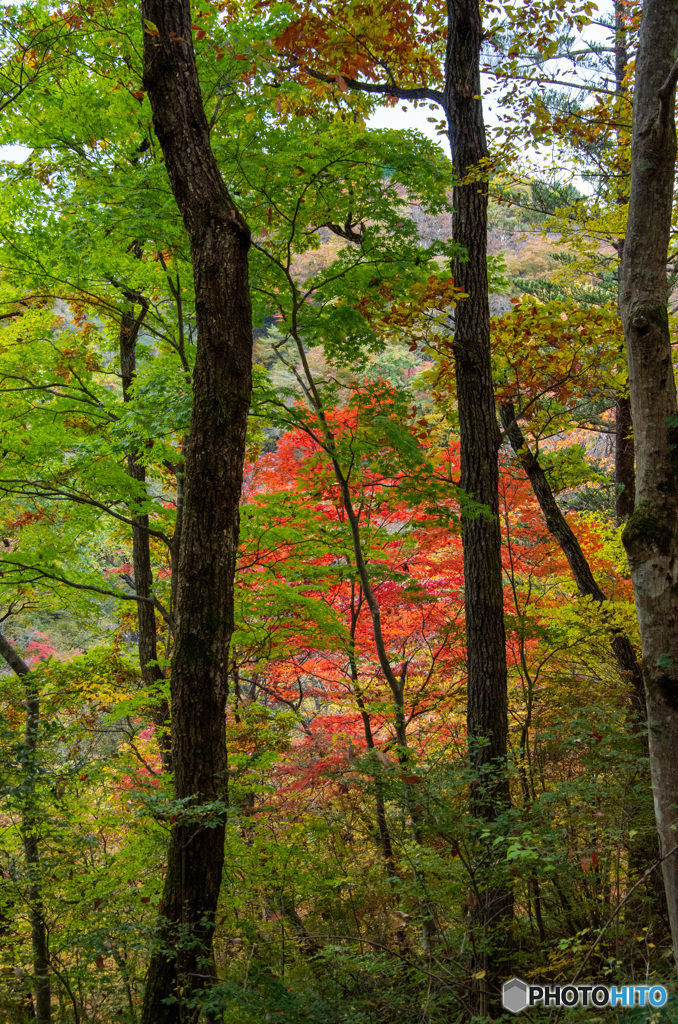 木立の間から見る紅葉　