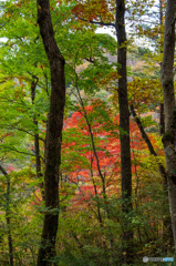 木立の間から見る紅葉　