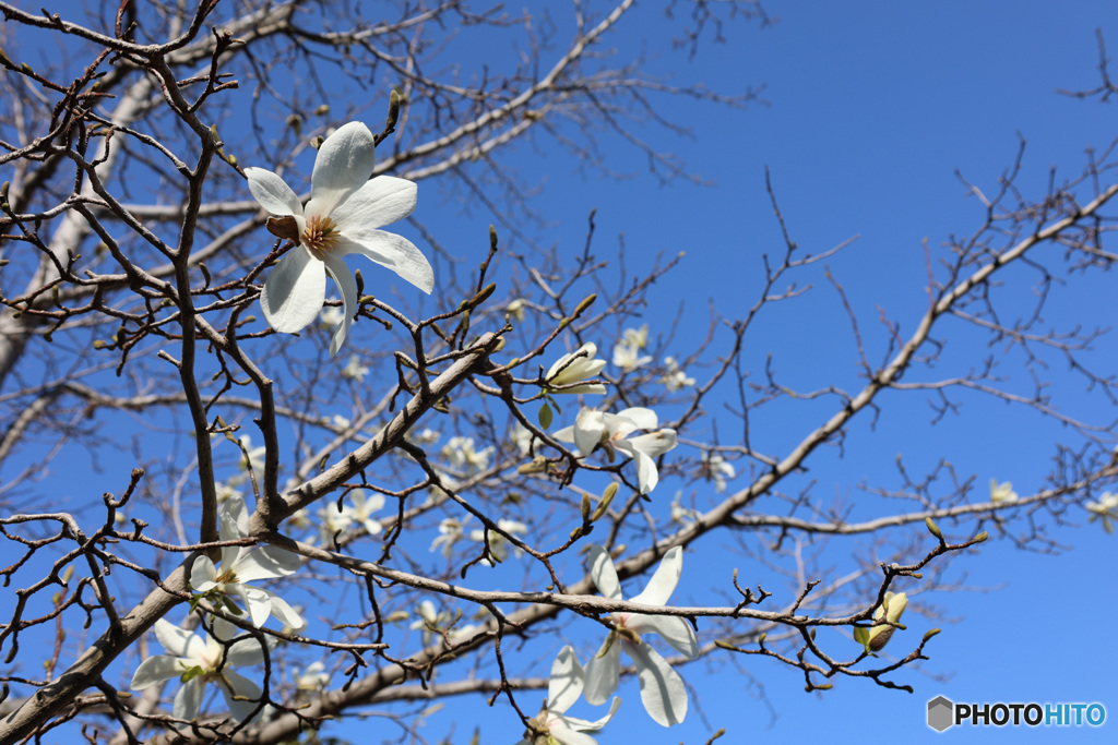 青空のもと　こぶしの花も咲きました
