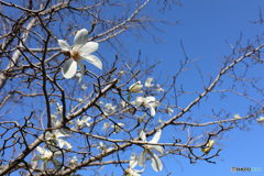 青空のもと　こぶしの花も咲きました