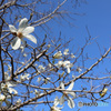 青空のもと　こぶしの花も咲きました