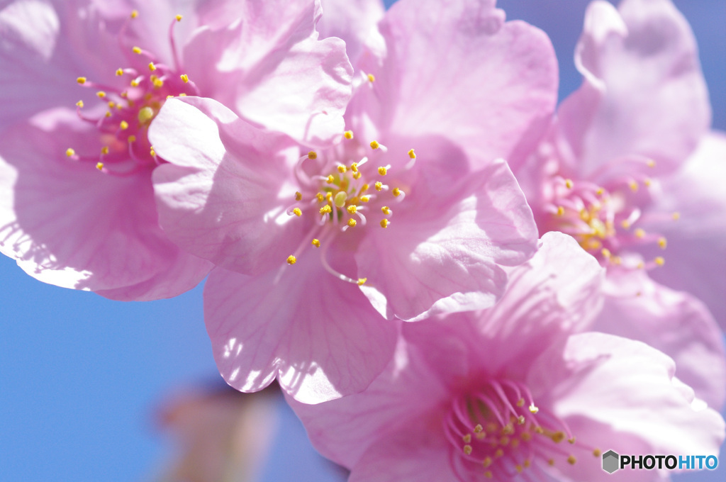 河津桜　マクロ　myペンタの色で