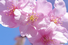 河津桜　マクロ　myペンタの色で