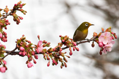 口元の花粉をご覧ください　桜にメジロ