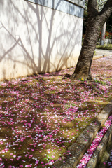 散ってもなお咲く　二色の桜