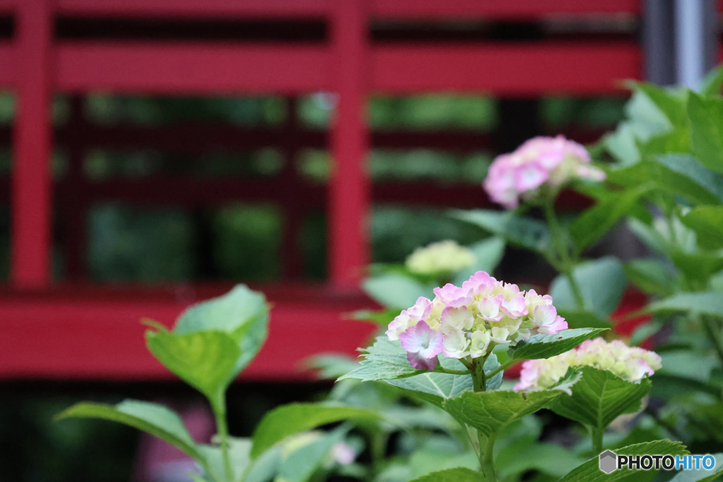 本土寺の赤い橋と紫陽花