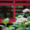本土寺の赤い橋と紫陽花