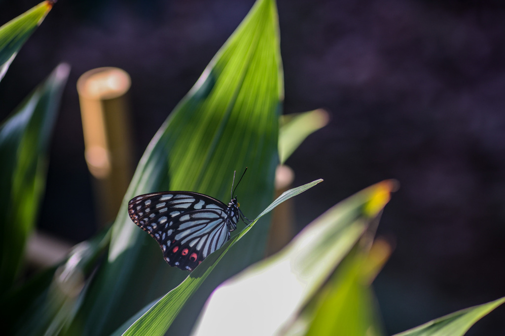 いつもの公園で、珍しい蝶は特定外来生物