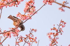 河津桜とヒヨドリと