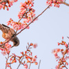 河津桜とヒヨドリと