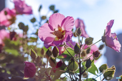 清々しい花色を空に向ける　朝咲く芙蓉