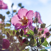 清々しい花色を空に向ける　朝咲く芙蓉