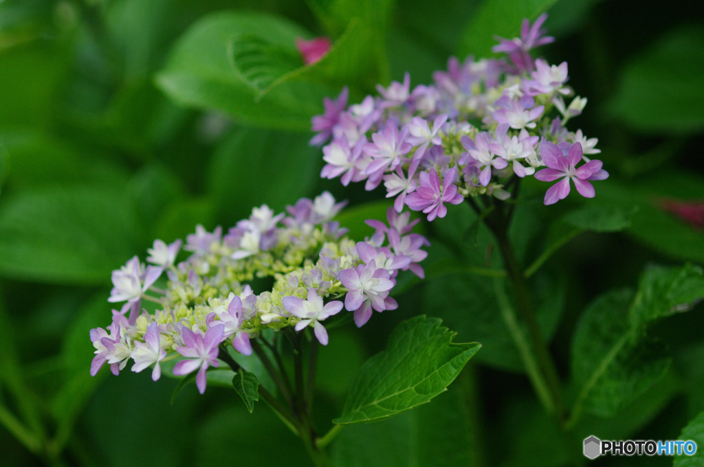 ティアラのような　額紫陽花