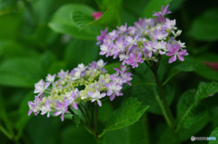 ティアラのような　額紫陽花