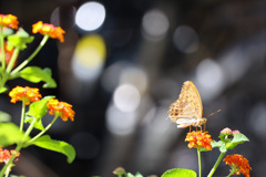 キラキラを背景に少しくたびれた蝶