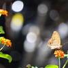 キラキラを背景に少しくたびれた蝶