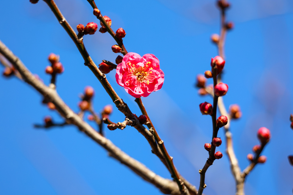 梅の花が咲きました