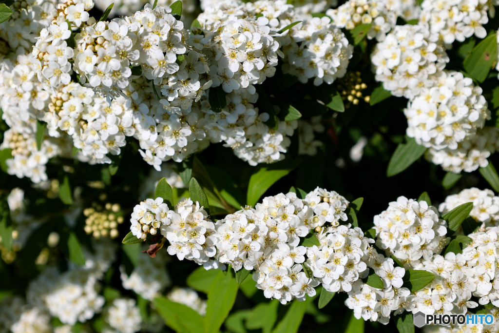 白い花をより白く撮りたい！　小手毬