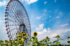 夏空　ひまわり　観覧車
