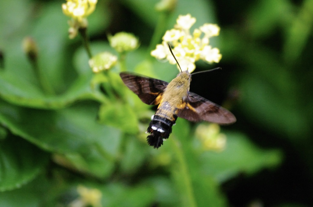 庭に来た　花の蜜大好きな　ヒメクロホウジャク