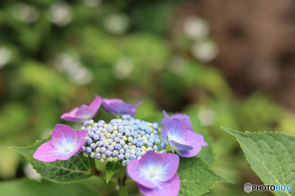 つぶつぶアイス（ディッピングドッツ）のような紫陽花