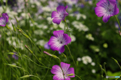 風に揺れる花