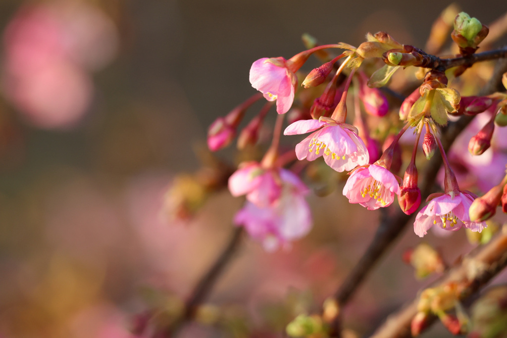 河津桜　咲きました