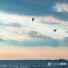 東京湾の朝　飛ぶ鳥たち