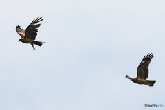 ちょうだい魚！　鳶のタンデム飛行　その3