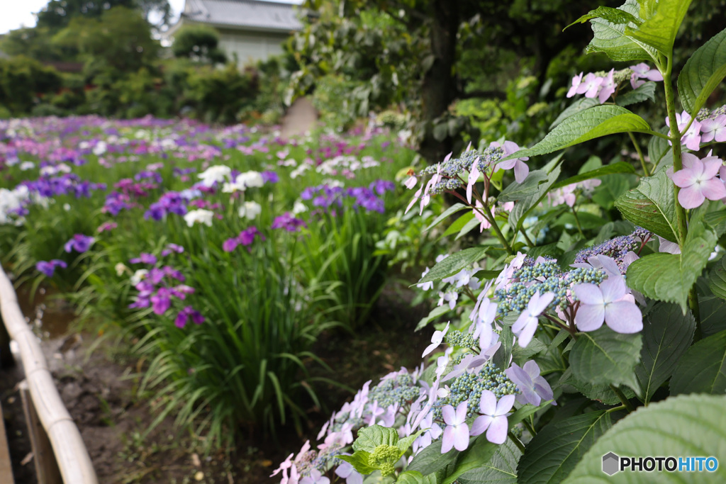 あやめと紫陽花を愛でる　本土寺にて