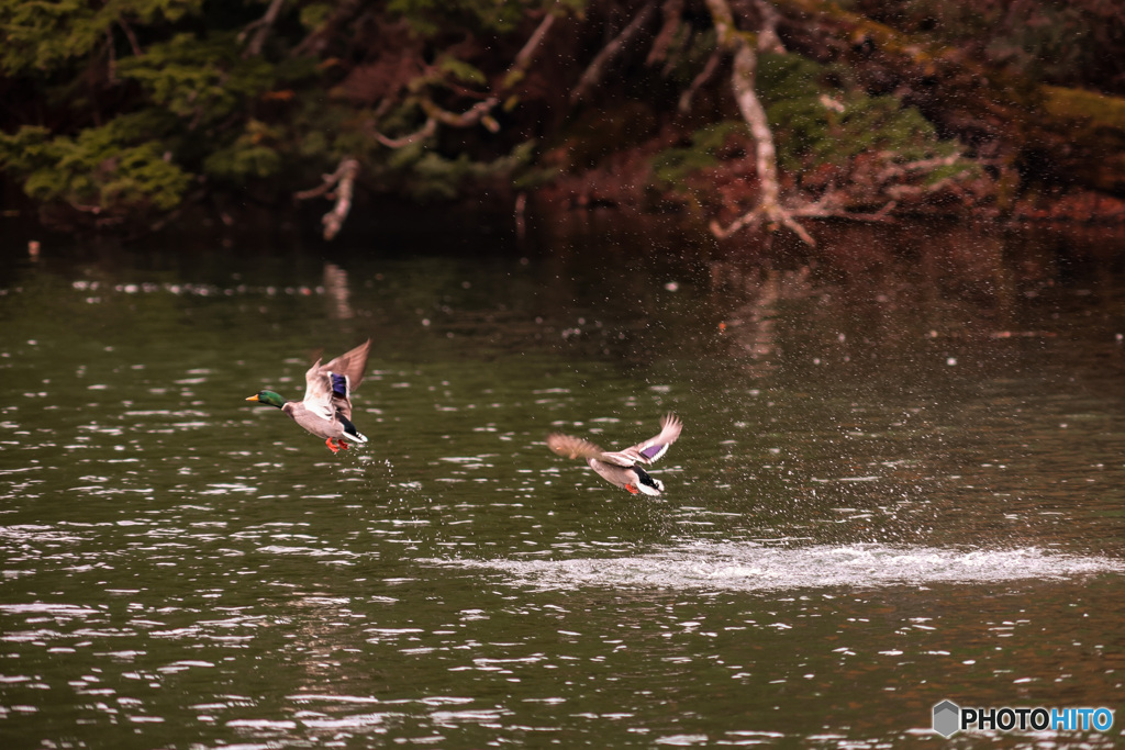 湯ノ湖にて、鴨飛ぶ