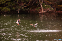 湯ノ湖にて、鴨飛ぶ