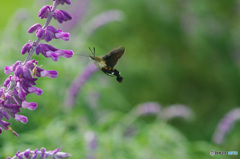 秋の花から蜜を吸うヒメクロホウジャク