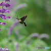 秋の花から蜜を吸うヒメクロホウジャク