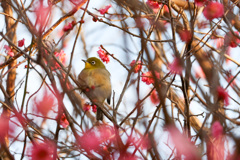 メジロ　満開の紅梅に囲まれて