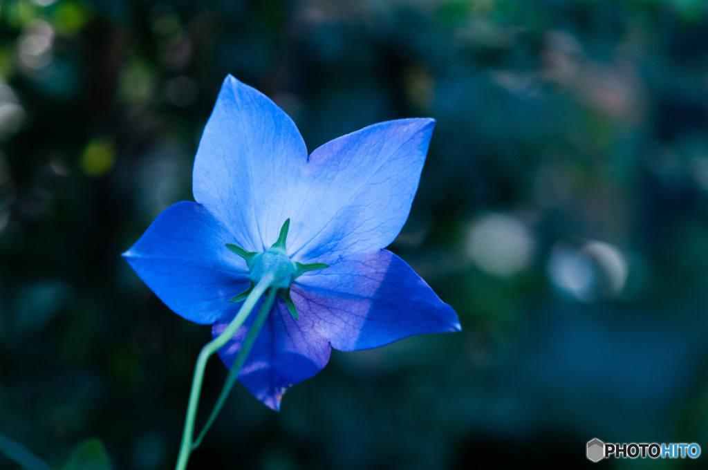 後ろ美人　桔梗の花