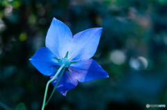 後ろ美人　桔梗の花