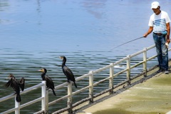 天然の魚捕り名人「鵜」3羽と魚釣り名人