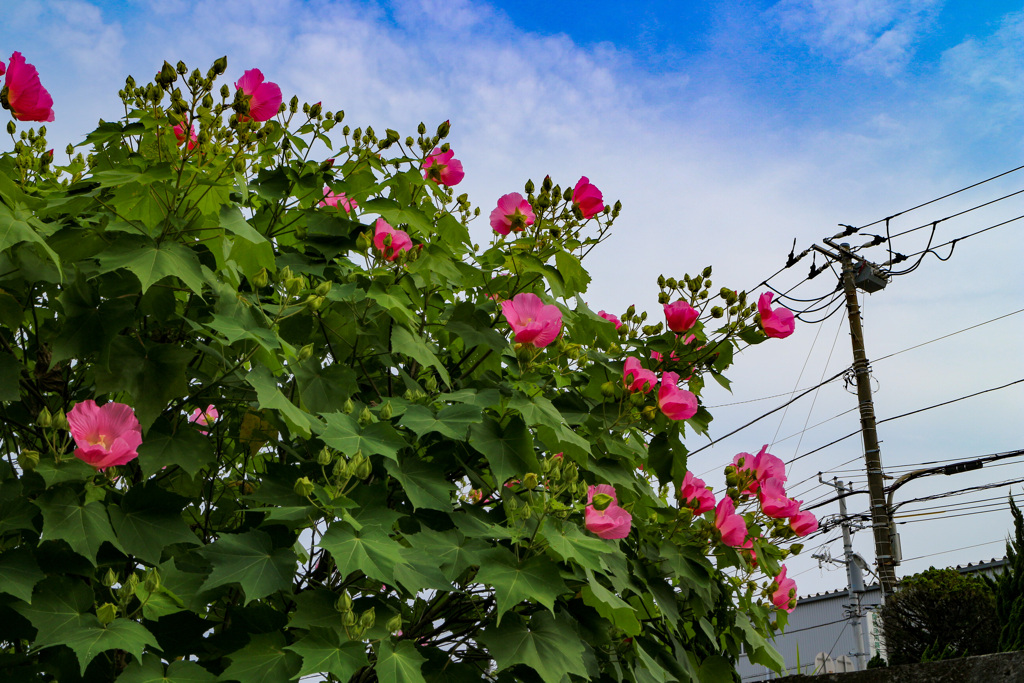 夏空に伸びて咲く芙蓉