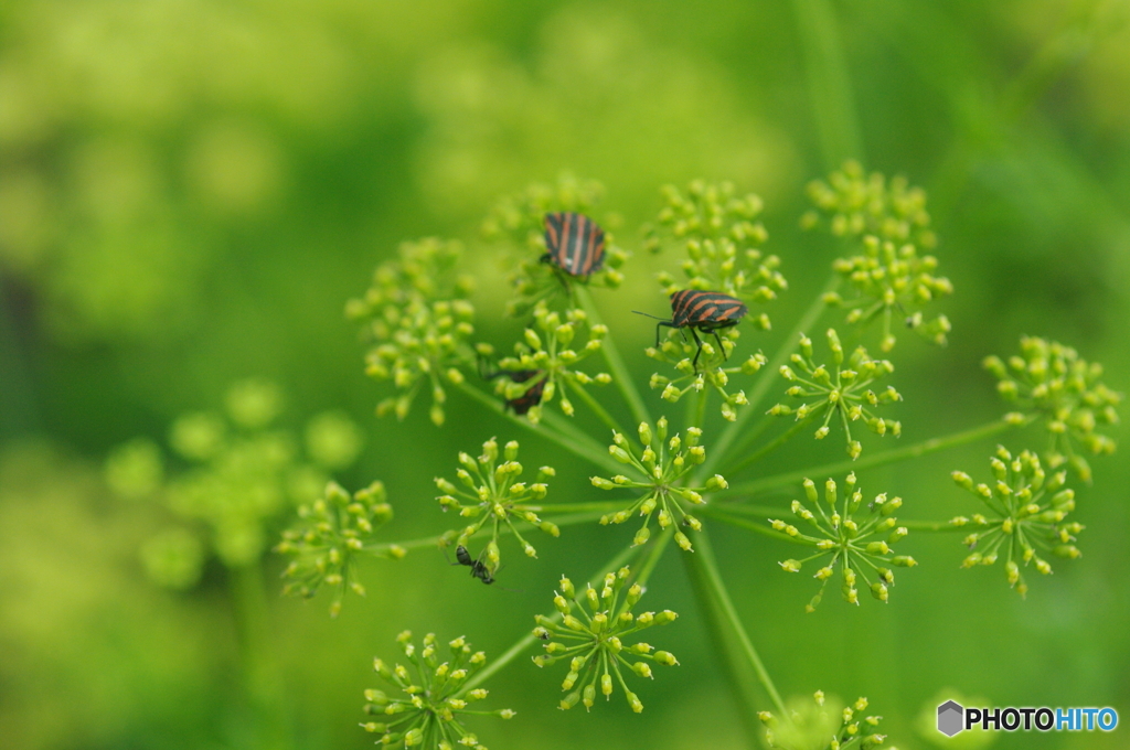 黄色い花火に戯れる　虫たち