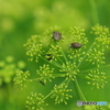 黄色い花火に戯れる　虫たち